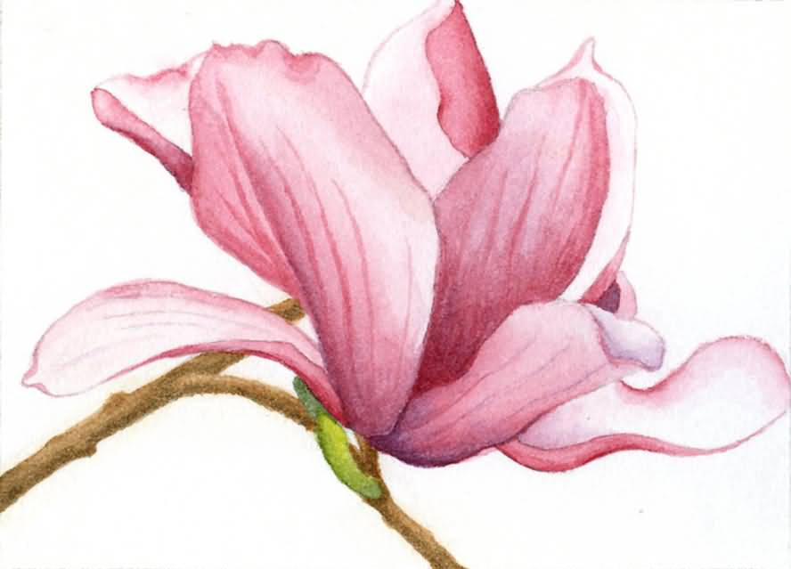 Pink And White Magnolia Flower Tattoo Design