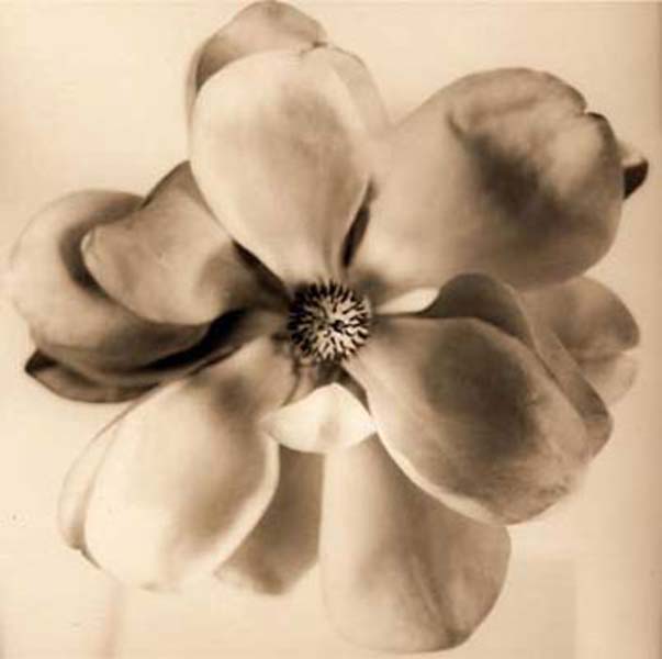 White Flower Magnolia Tattoo Design