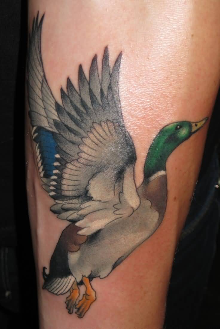 Color Flying Duck Tattoo On Forearm
