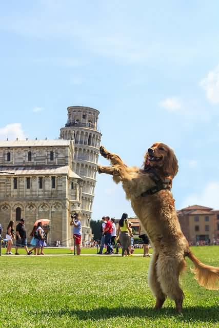 Dog Holding Up The Leaning Tower Of Pisa Optical Illusion Picture