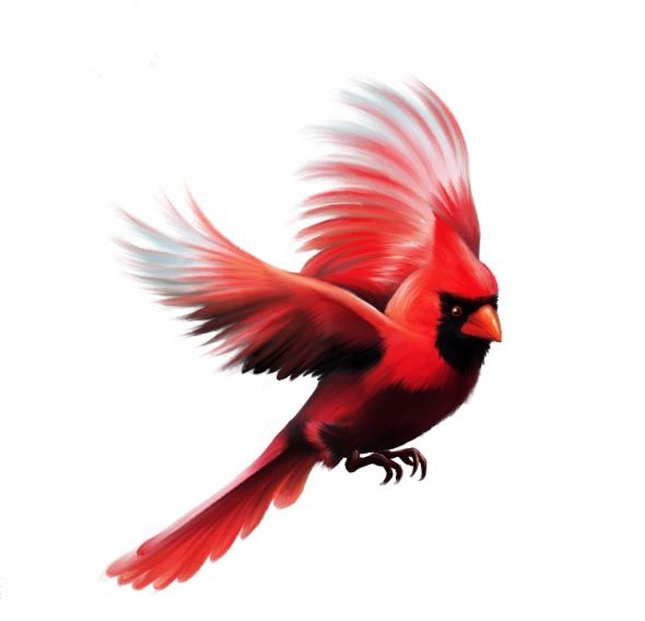 Flying Cardinal Bird Tattoo Design