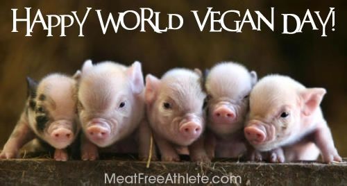 Happy World Vegan Day Cute Little Pigs Picture