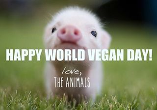 Happy World Vegan Day Love The Animals Cute Little Pig Picture
