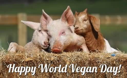 Happy World Vegan Day Pig And Goats Sleeping Picture
