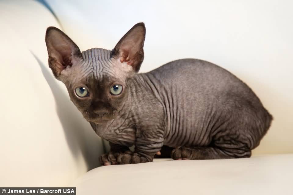 A Solid Black Bambino Cat With Wrinkled Body