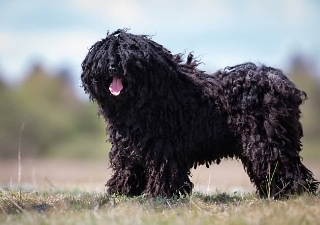 Adorable Black Hair Puli Dog Picture