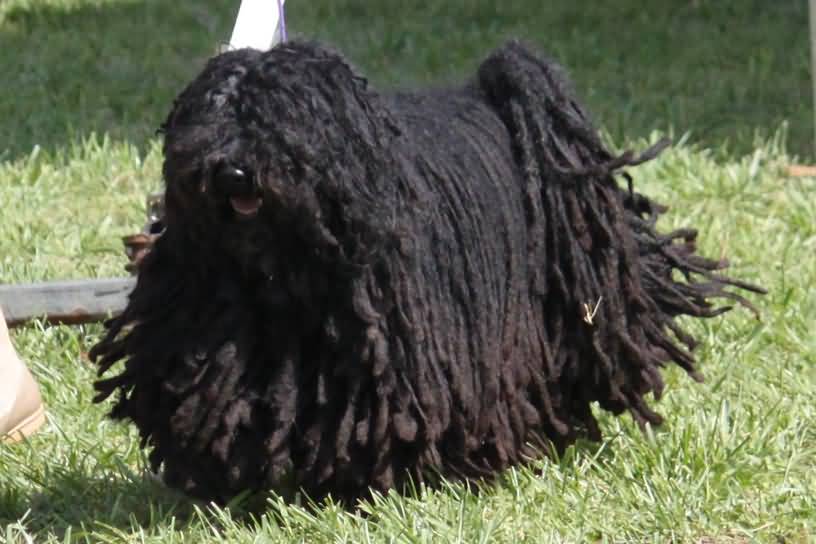Adorable Black Puli Dog Walking On Grass