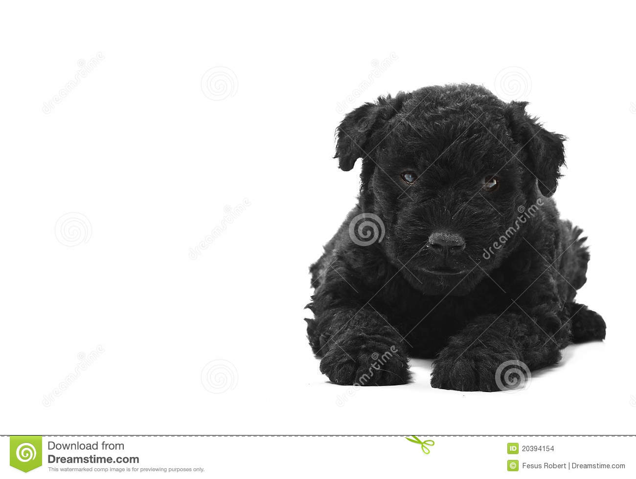 Adorable Black Puli Puppy Sitting Picture