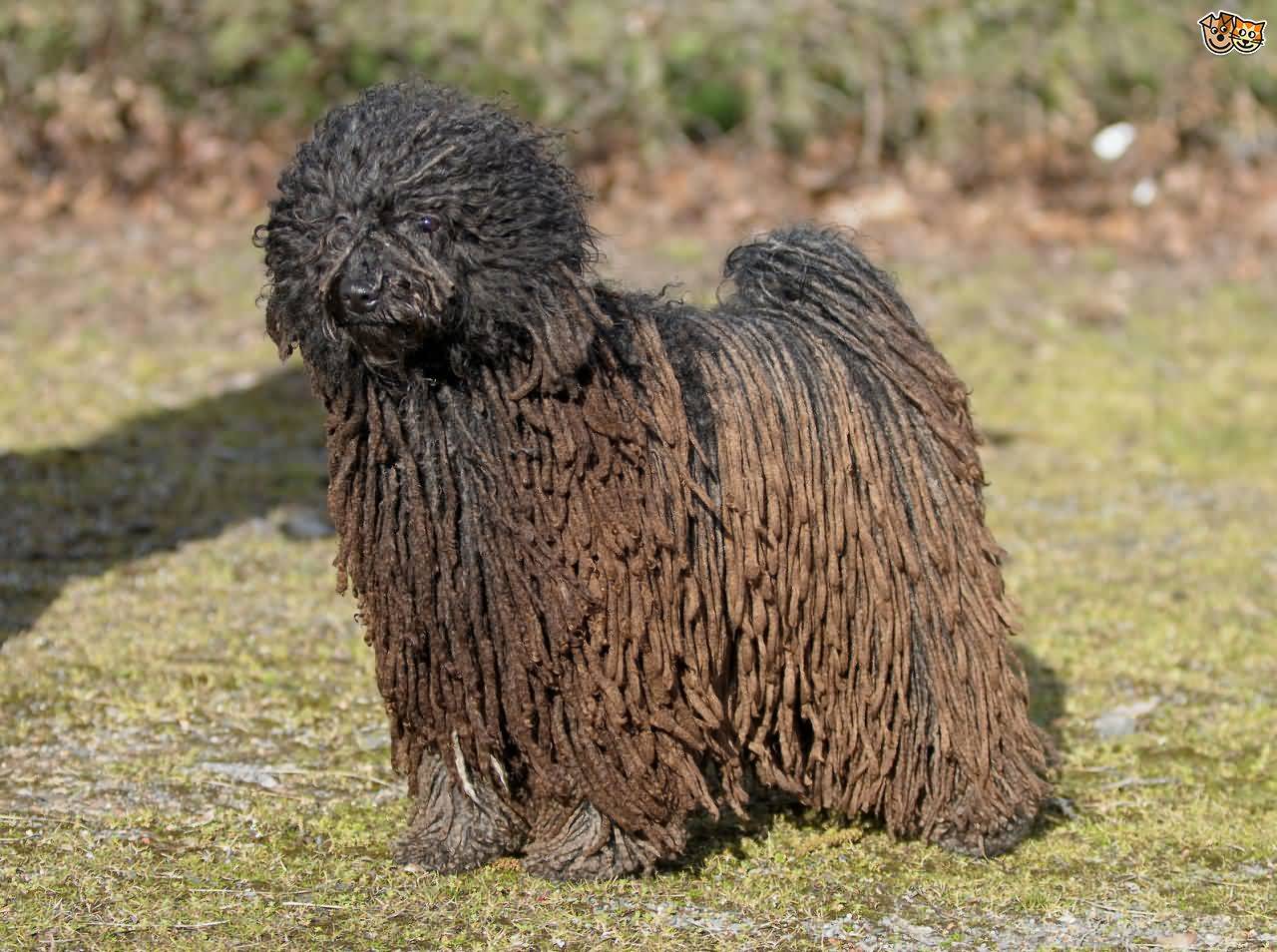 Black Puli Dog Breed Picture