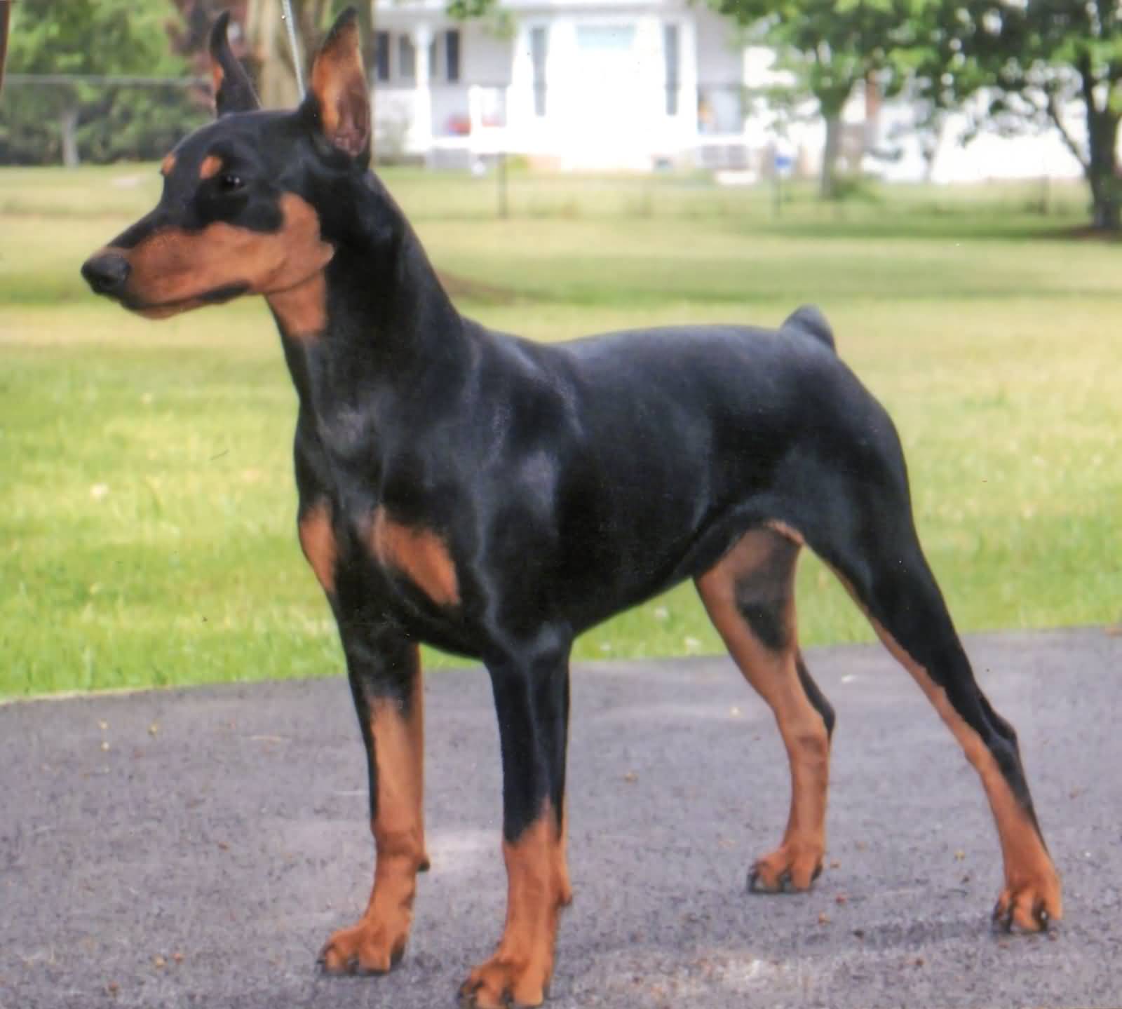 50 Most Adorable Pictures And Photos Of German Pinscher Dog