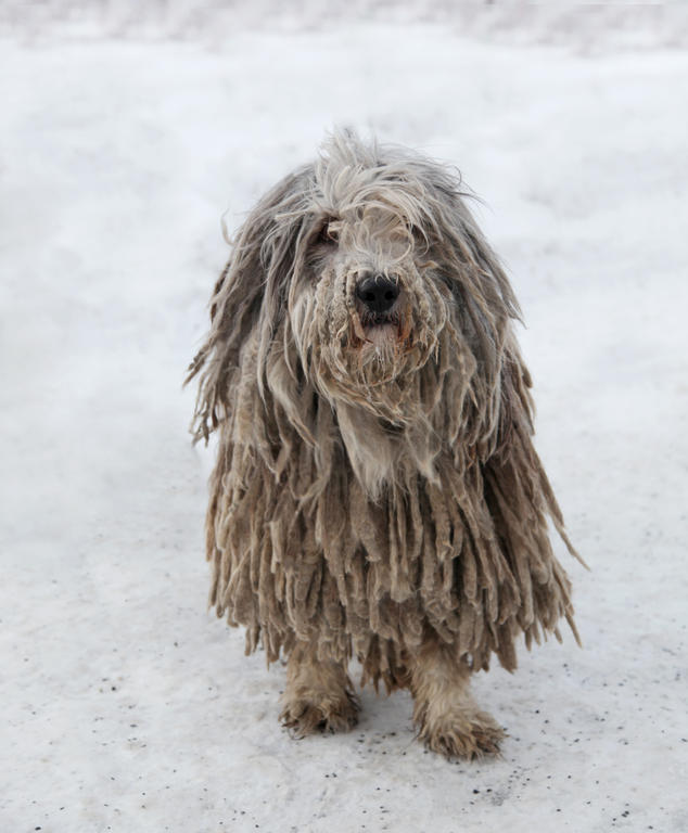 Adult Puli Dog Standing On Snow Picture