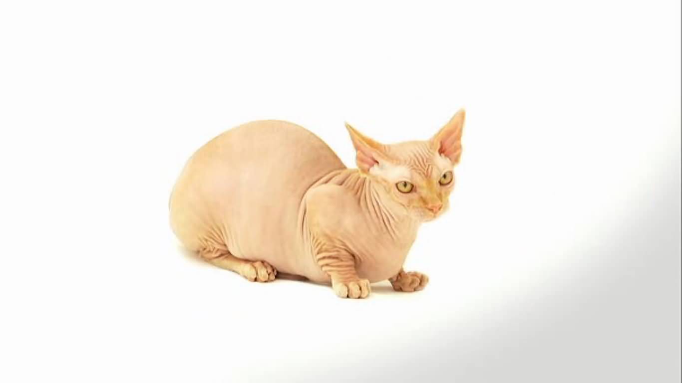 Bald Bambino Cat Sitting Picture