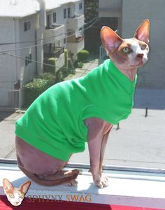 Bambino Cat In Green Sweater