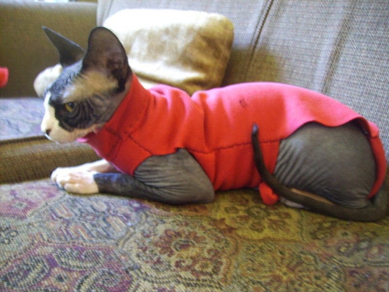 Bambino Cat In Red Sweater