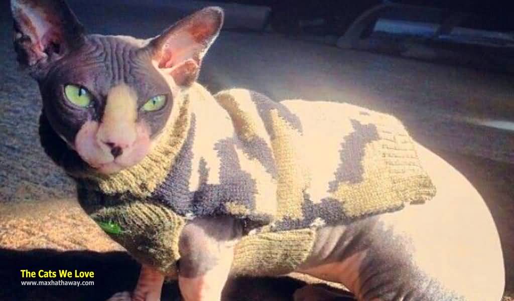 Bambino Cat In Sweater Picture