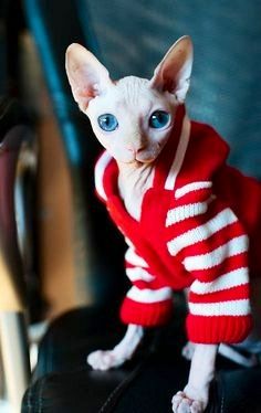 Bambino Cat Looks Beautiful In Red And White Sweater