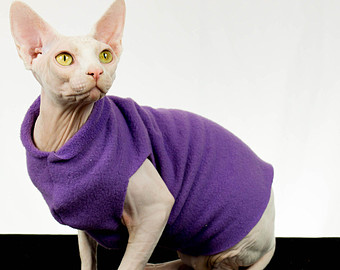 Bambino Cat Wearing Beautiful Purple Sweater