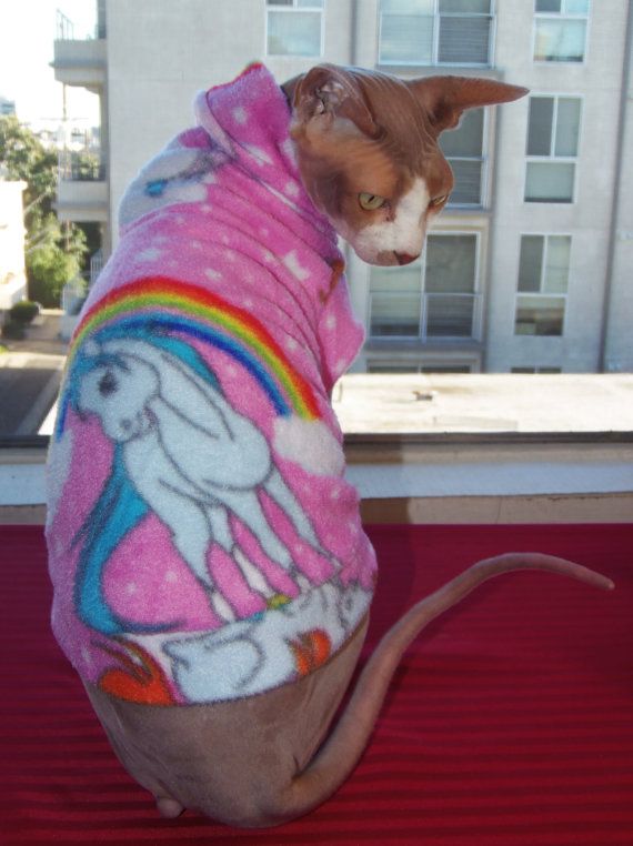 Bambino Cat Wearing Beautiful Pink Sweater