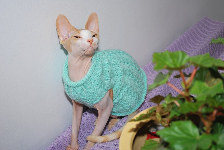 Bambino Cat Wearing Blue Sweater Picture