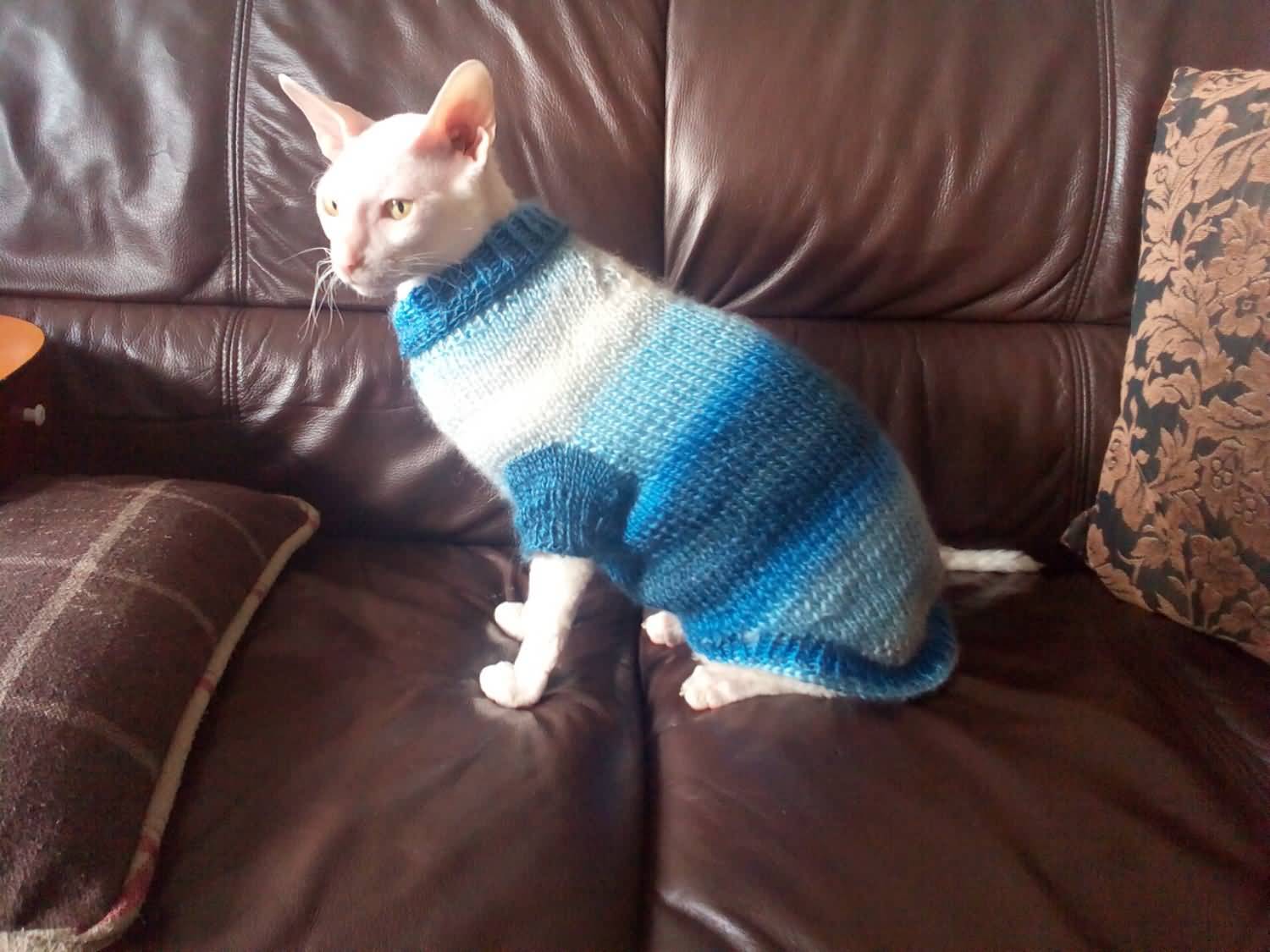 Bambino Cat Wearing Blue Sweater Sitting On Sofa
