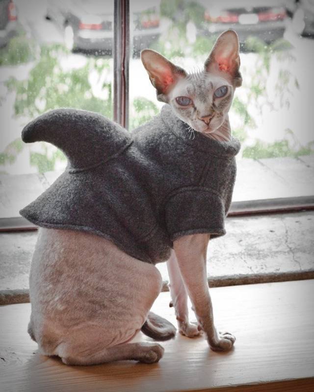 Bambino Cat Wearing Shark Shaped Sweater