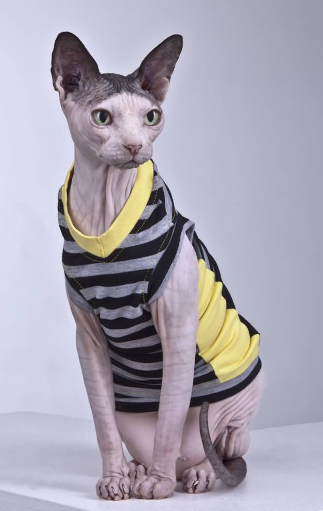 Bambino Cat Wearing Stripes Bambino Cat