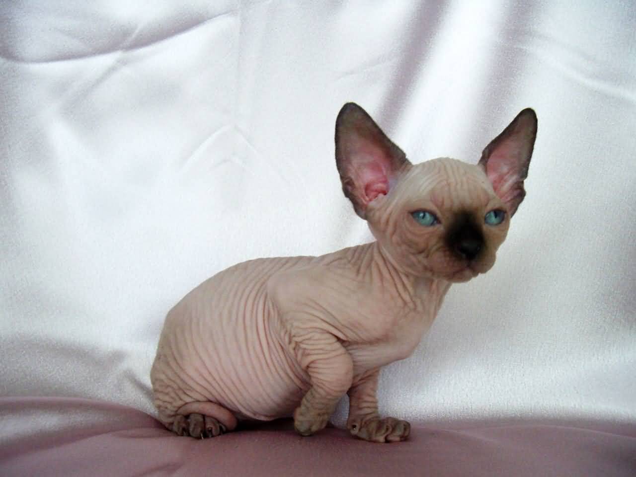 Bambino Cat With Blue Eyes And Wrinkled Body