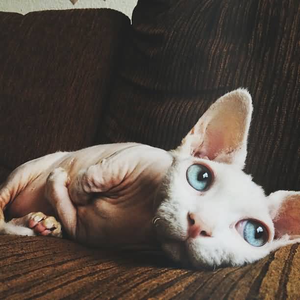 Bambino Cat With Blue Eyes Laying Down Picture
