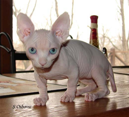 Bambino Cat With Blue Eyes Sitting On Table