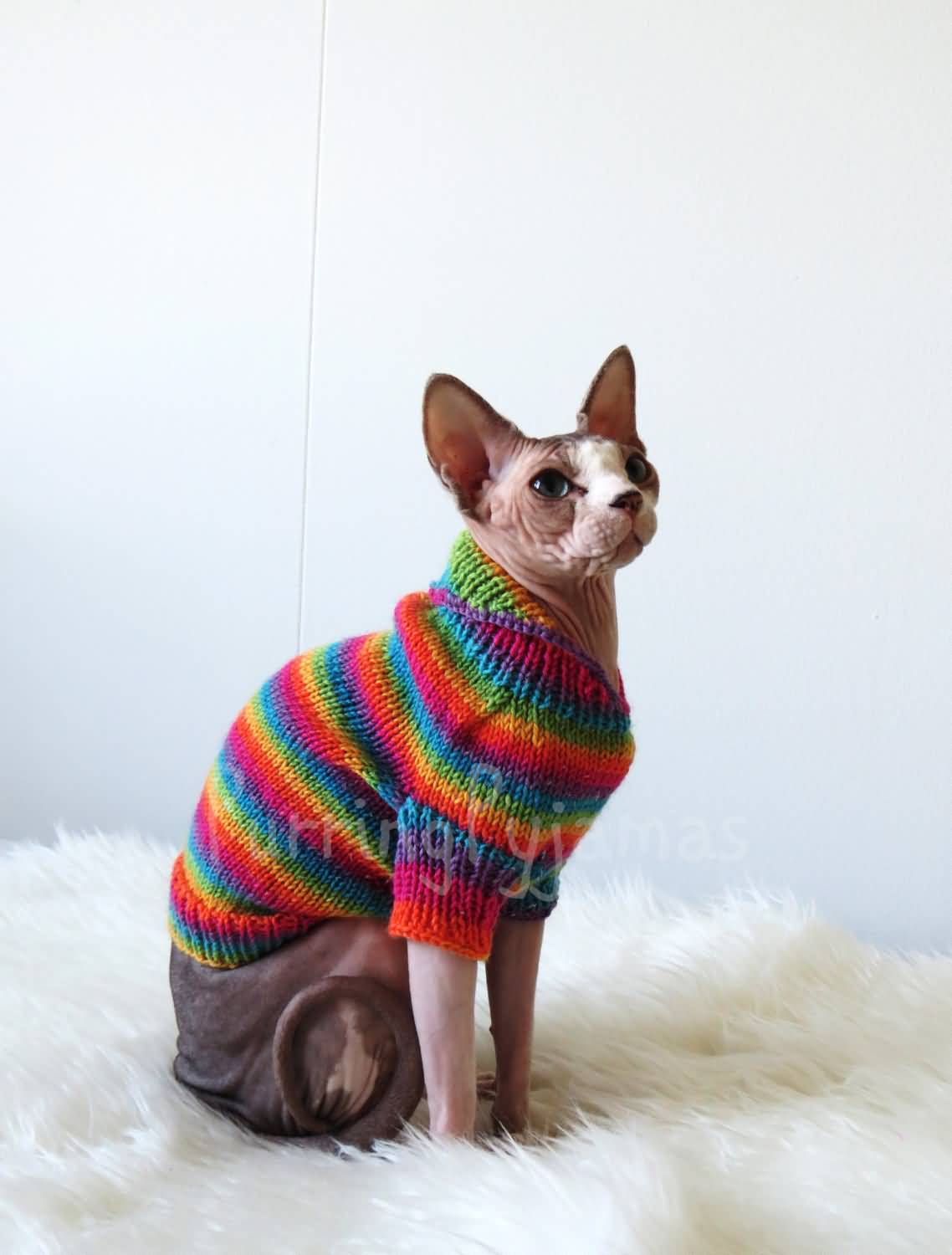 Bambino Cat With Colorful Warm Sweater