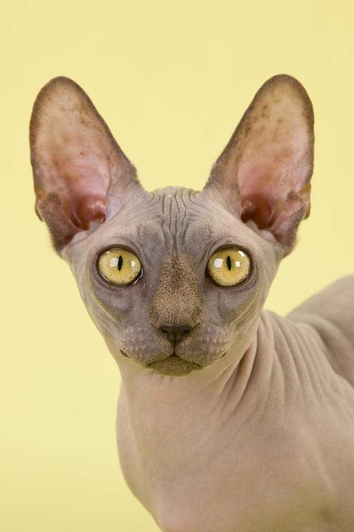 Bambino Cat With Golden Eyes And Big Ears