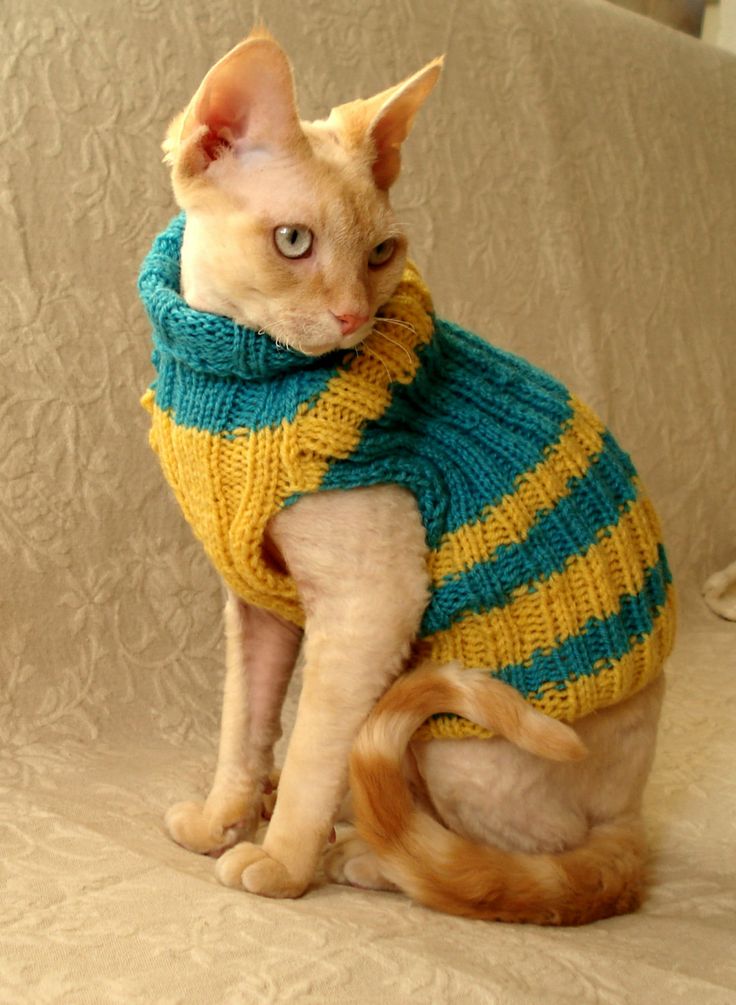 Bambino Cat With Yellow And Green Stripes