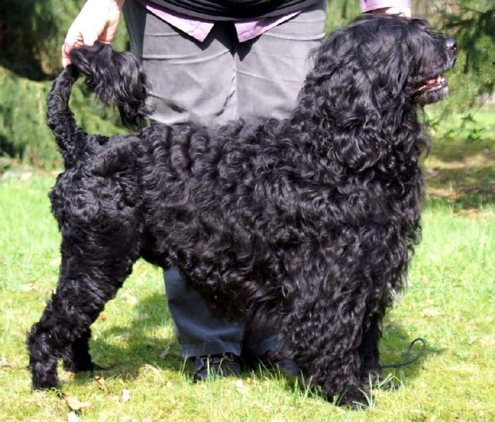 Beautiful Black Hair Puli Dog Picture