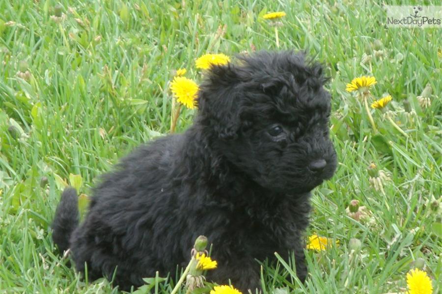 Beautiful Black Little Puli Puppy