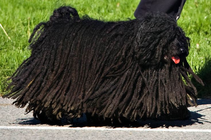 Beautiful Black Long Haired Puli Dog  Picture