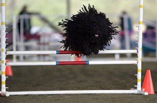 Beautiful Black Puli Dog Jumping Over The Road