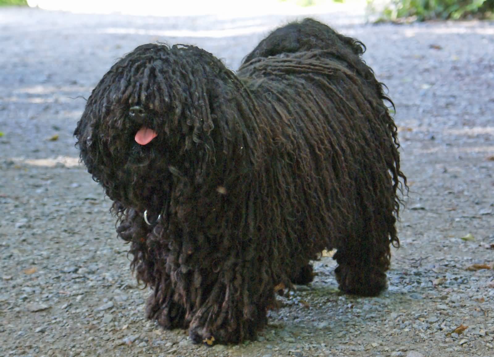 Beautiful Black Puli Dog Picture