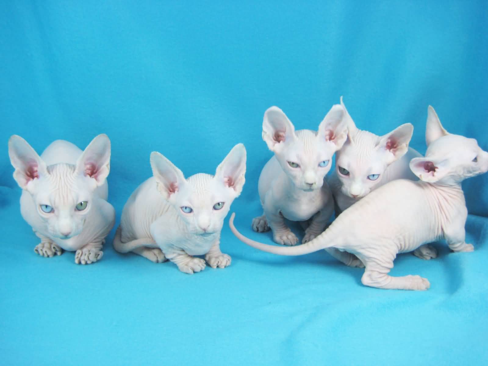 Beautiful White Bambino Cats Picture