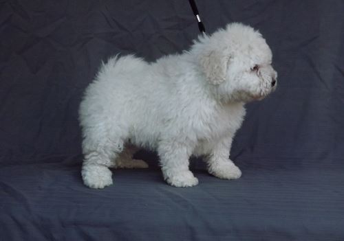 Beautiful White Puli Puppy Image