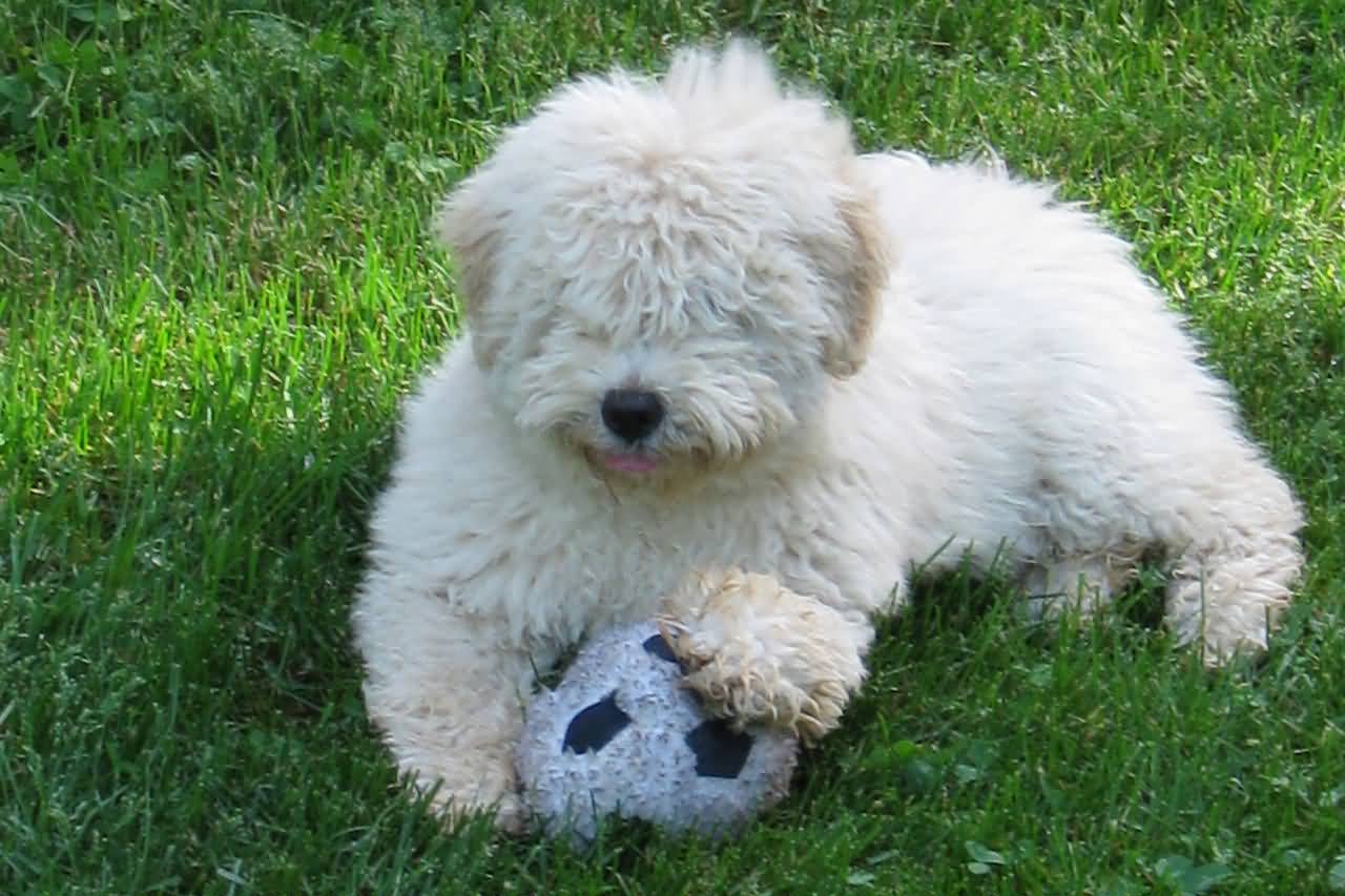 Beautiful White Puli Puppy Sitting With Ball Picture
