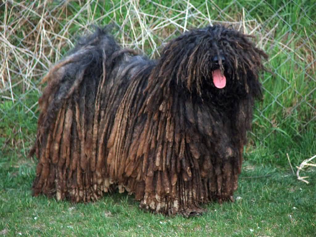 Black Adult Puli Dog Picture