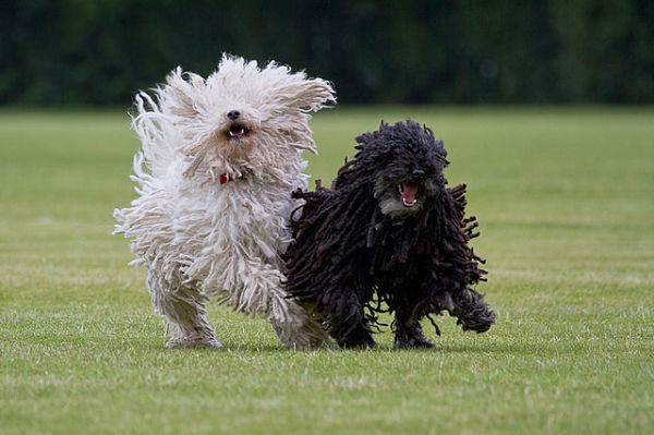 Black And White Two Puli Puppies Running