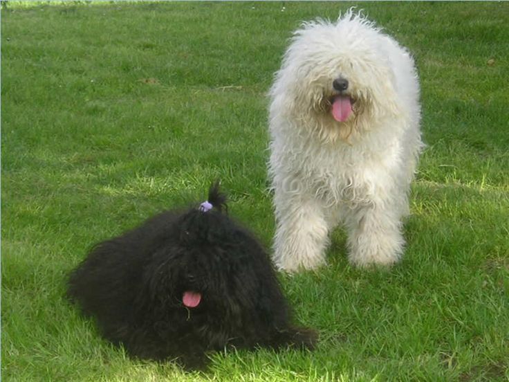 Black And White Two Puli Puppies