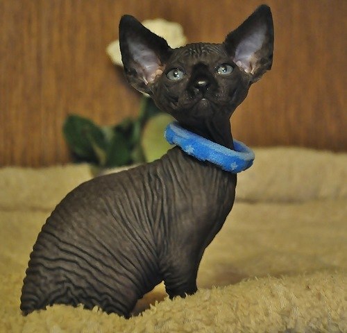 Black Bambino Cat With Wrinkled Body Picture