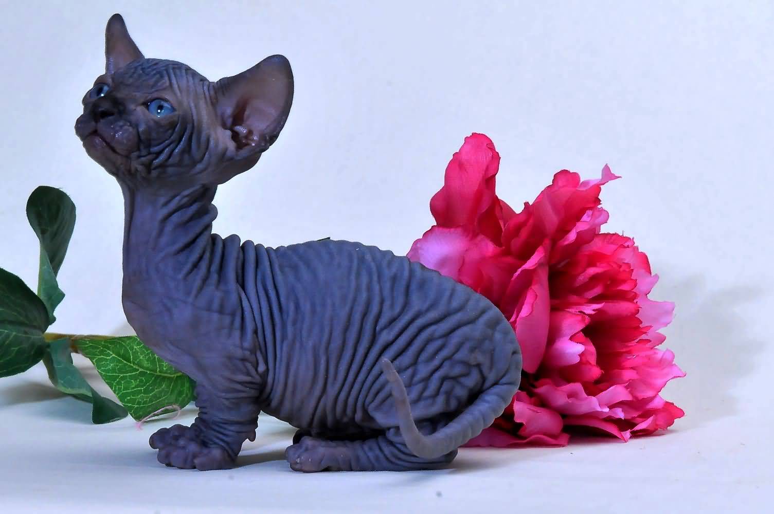 Black Bambino Cat With Wrinkles On Body Picture