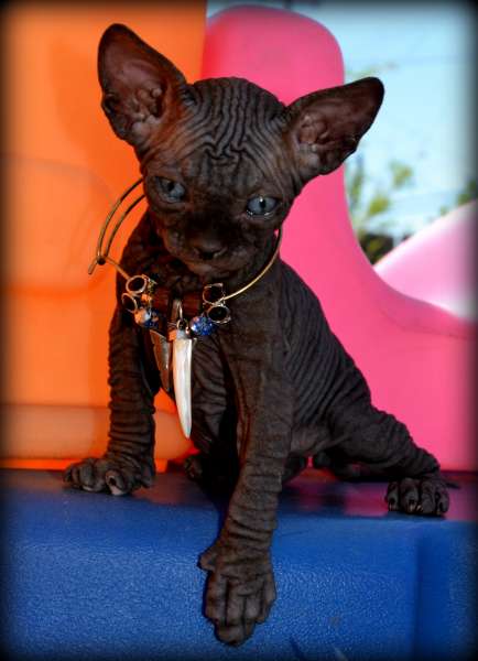 Black Bambino Kitten Wearing Ornaments