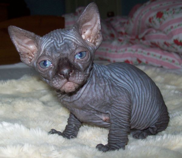 Black Bambino Kitten With Wrinkles On Body Picture