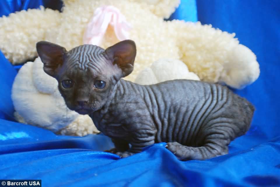 Black Bambino Kitten With Wrinkles