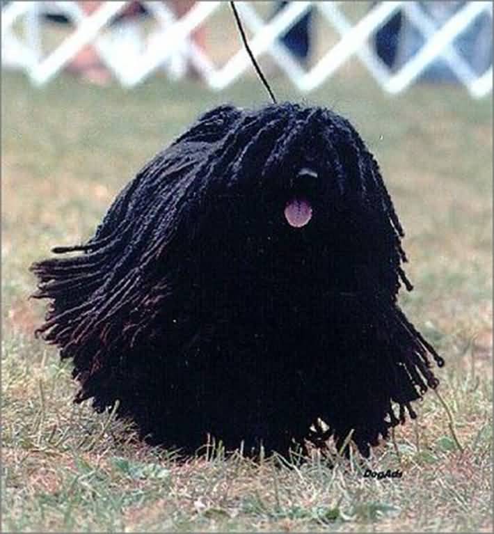 Black Hair Corded Coat Puli Dog Walking