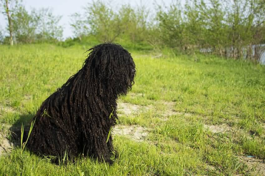 Black Hungarian Puli Dog With Corded Coat